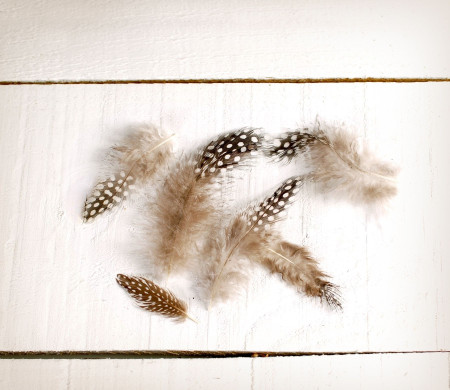 Piume Naturali per Decorare